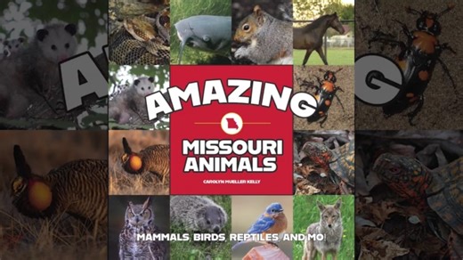 Zookeeper Carolyn Mueller Kelly discusses her new book 'Amazing Missouri Animals'