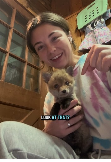 Baby Red Fox with Hydrocephalus Needs Your Help