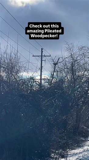 Spotting a Woodpecker with Binoculars: A Birdwatching Adventure