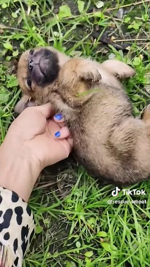Rescue a puppy #rescue #animal #animalsoftiktok #rescueanimals #puppy #puppytiktok #dog #dogsoftiktok