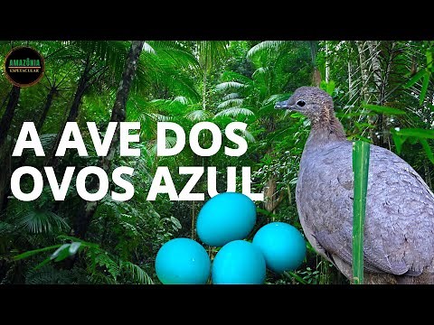 MACUCO - A AVE DOS OVOS AZUL