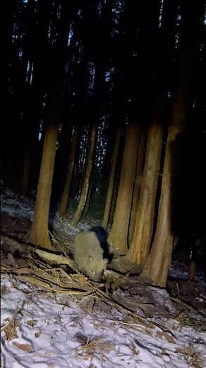 【迫力ある突進！！】イノシシの突進を正面から撮影【有害鳥獣駆除】 #イノシシ #狩りボーイ #狩猟