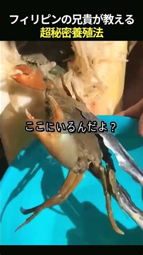 フィリピンの兄貴が教える超秘密養殖法