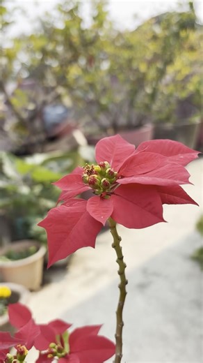 শীতের দিনে লাল রঙের ছোঁয়া