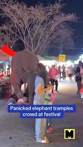 A terrifying bull elephant was spooked by fireworks and trampled five festival visitors in Thailand. The 10-year-old jumbo Plai Khun Thong arrived at the fairground, before the opening ceremony spooked him. No serious injuries were reported. 🎥: dailymail #elephant #thailand #firework #festival #asia | MangoBaaz