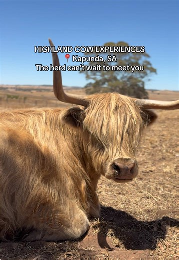 Dear algorithm, please show this video to all highland cow enthusiasts in South Australia. Thankyou xo