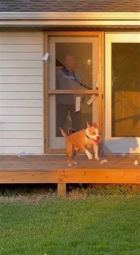 Dog Runs Through Screen Door at Full Speed