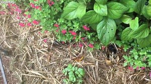Python Trapped After Eating Cage Full of Budgies | Made Man