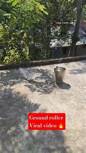 Bali powder ground roller pigeon 🔥👑‪@ITP_JEET‬