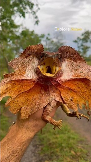 Discover the frilled lizard