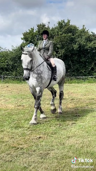 British Percheron Society Breed Show Highlights 🐴