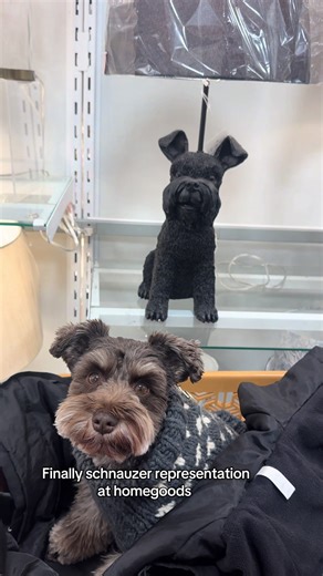 First time ever finding schnauzer merch… and it’s not a Frenchie for once 🙌 #minischnauzer #minischnauzerpuppies #puppy #fyp