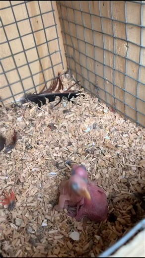 Il Pappagallaio 🦜 on Instagram: "And you? Have you ever seen a breeding colony of eclectus parrots? all this in my breeding 🦜👋🏻 #parrots #pappagallo #farm #baby #eggs"