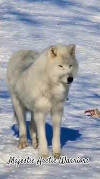 Majestic Warriors □□ #wolves □□ ‪@Just_4_Fun_007‬ #arcticwarrior