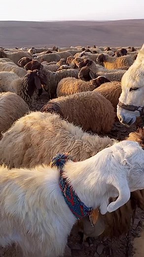 حسن ابو حذيفة على TikTok