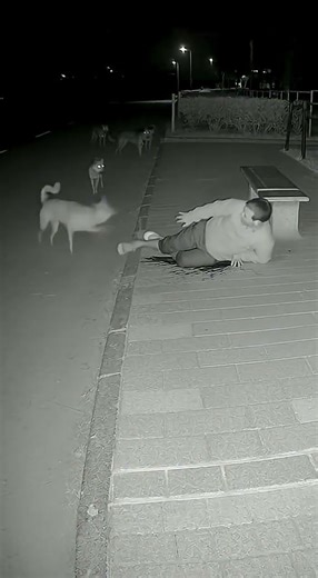 Wild wolves cornered a man — but this brave cat stole the show! 🐈🔥