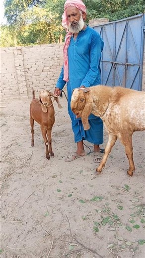 Goat meeting first time try 3 October 2025 | goat meeting | goat meeting first time
