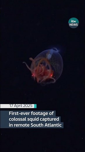 First-ever footage of colossal squid captured in remote South Atlantic #itvnews #news