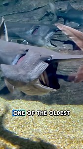 11K views · 83 reactions |  Paddlefish look like they’re yawning—but they’re actually filter-feeding on plankton!  A real living fossil still swimming today. #Paddlefish #FishTrivia #FishFunFacts | GuppyKoi | Facebook