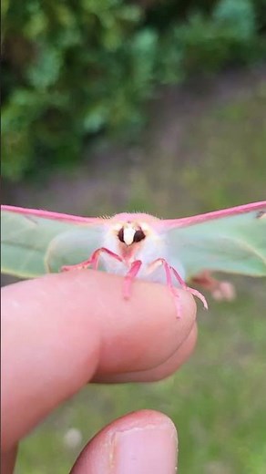 Chinese Moon Moth / Actias dubernardi