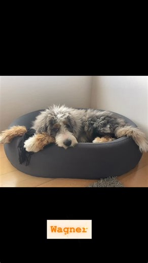 Hartland Bernedoodles & SwisseHart Bernese Mountain Dogs on Instagram: "Wagner the Merle Bernedoodle is growing up with his family to be gorgeous"