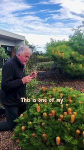 250K views · 932 reactions | An Australian Native for number 19! Get yours here: https://www.thetutuguru.com.au/shop/banksia-honey-pots/ #hellohelloplants #nursery #melbourne #australia #banksiahonyepot #beautifulplants #topvideosof2024 | Hello Hello Plants & Garden Supplies | Facebook