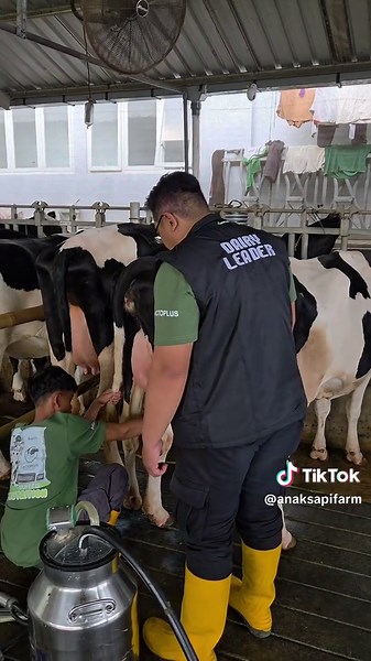 Cara Merawat Sapi Perah untuk Produksi Susu Berkualitas