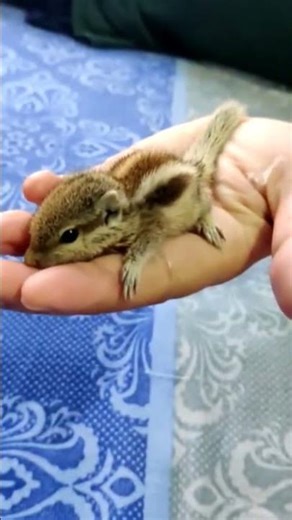 🐿️ #animal #travelvlog #naturesounds #cute #love #shorts #shortvideo #little #life #squirrel #cat