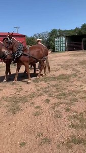 24K views · 354 reactions | 11 & 14 year old sorrels Belgium 14.3 & 15 hands beginner Typer mules,back a wagon anywhere easy to harness and hook stand well | Hutto Mule and Farming | Facebook