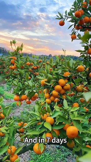 Homemade formula for rooting #garden #gardening101 #seeds #planting #roots | Franklin Morales