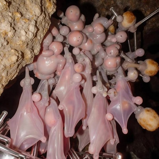 When we first moved into our old house, I always had a strange feeling about it, as if the walls were holding secrets. 🏚️ Every night there were strange sounds from above: scratching, scurrying, and soft knocks. My husband kept saying, “They’re just mice,” but deep down I knew it wasn’t that simple. One hot evening, I couldn’t take it anymore. I convinced him to come up to the attic with me. We grabbed a flashlight, opened the creaking door, and a blast of cold air hit our faces. 🌬️ I shone th