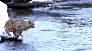 488K views · 2.1K reactions | L’incroyable Saut d'un lynx en Slow motion | Biologie Université | Facebook