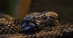 A close-up of the face of a snake returning to its coil in a zoo terrarium. A beautiful snake rests behind the glass of a terrarium at a zoo. Close-up of a snake through the glass of a terrarium.