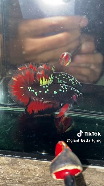 GIANT AVATAR VAMPIR #giantbettatgrng #giant #bettafish #cupanghias #avatar #cupanghalfoomavatar