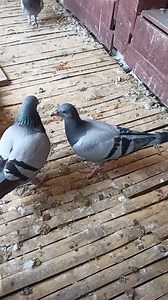 250K views · 10K reactions | Feeding baby pigeons Sami Loft Homing Pigeons | Sami Loft & FarmHouse | Facebook