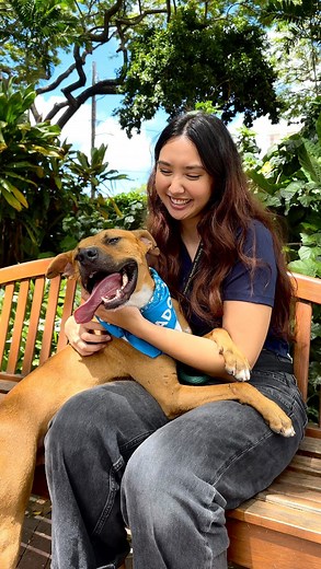 Hawaiian Humane Society on Instagram: "If you remember this commercial, then you need to meet Chef Boyardee! ⬇️ It’s true: WE LOVE CHEF🫶 Chef Boyardee is a 2-year-old 46 lbs Terrier mix who has been waiting for a home for 176 days. Like the food, Chef Boyardee is all of our favorite things rolled up into one incredible, perfectly sized, easy-to-love package that you just can’t help but bring home. Friendly and playful, Chef Boyardee bonds with people quickly – he’s always happy to see you and g