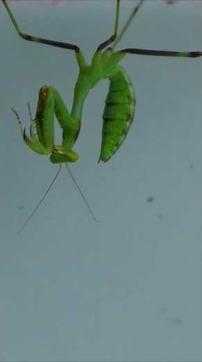 A praying mantis sheds its skin completely