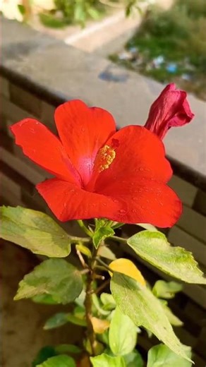 “Amazing Yellow & Red Flowers 🌸 | Nature Close-Up” #nature #flowers #love