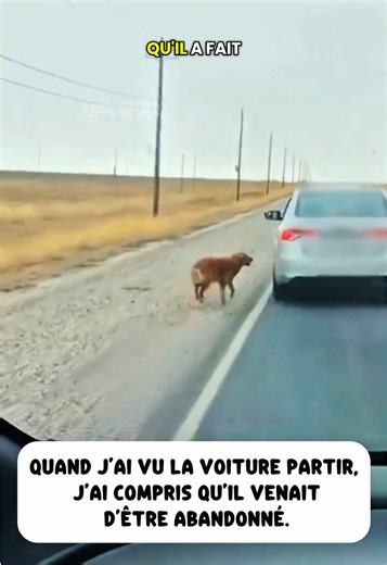 Abandonner devant mes yeux 😨#sauvetage #animaux #chien #fyp