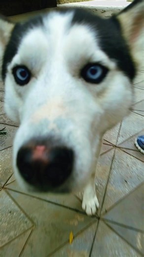 Max Animal Clinic Addis Ababa #viraltiktok #ethiopian_tik_tok🇪🇹🇪🇹🇪🇹🇪🇹 #vetclinic #addisababa