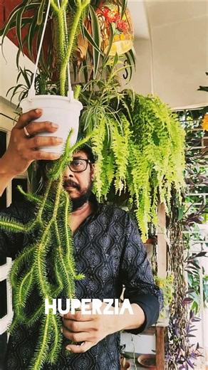 Popular Easy Care Indoor Plants And Foliage You Must Have In Your Garden | #plants #gardening