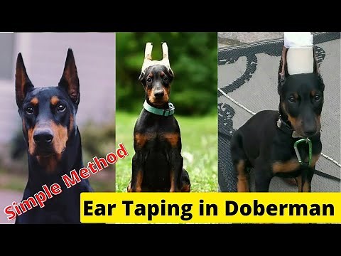 Doberman Ear Taping|Simple method to Tape Dog's Ear