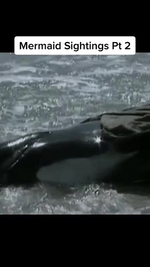 The Bloop: Unraveling the Mystery of the Deep Sea Sound