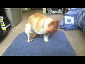 Dog humps toy