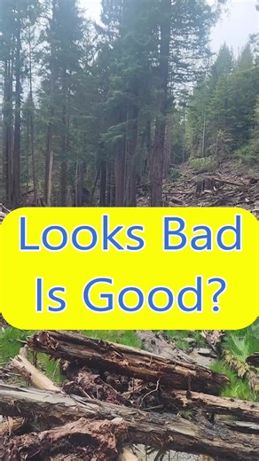 Reviving Nature: The Daylighting of Streams