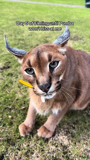 Day 5: Caracal Pumba Hissing | Pumba vs Bull