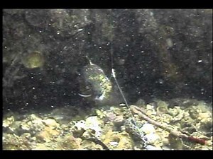 ウツボの捕食シーン