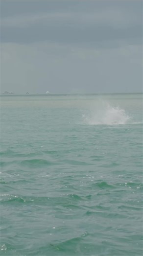 The right kind of Tarpon! Local Knowledge S10:E5 “Key West Inshore Variety” Available Now on YouTube, Waypoint TV & Streaming apps