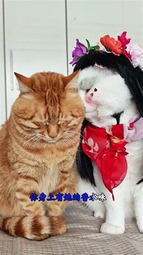 It’s all about love. Cat makeup and cosplay. Emotionally stable cats.