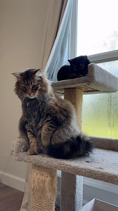 Tigger Had To Man Up 🤣 Link in the comments.. #3southerncatsandmomma #dog #funnyvideo #cat #comedyvideo #oneisall #oneisallcatfeeder#FeedAnytimeAnywhere #cordless cat water fountain #oneisall cordless water fountain #battery-operated cat water fountain | Kristi W Cates